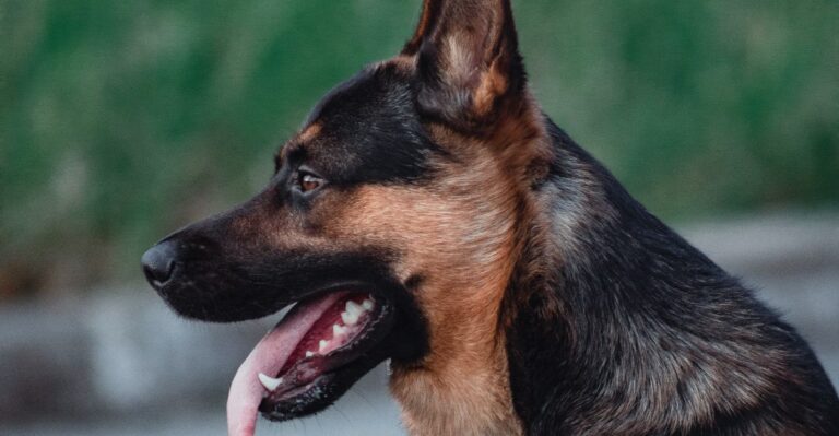 featured image 676b9b21cfb1 ca4ef4feed4a dog news