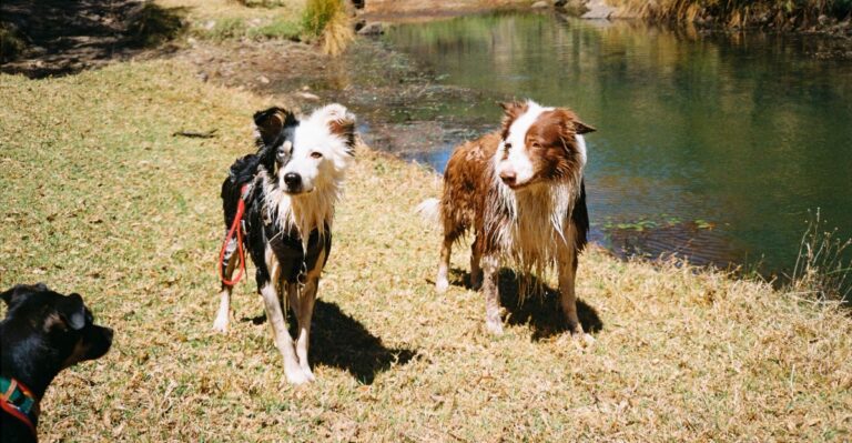 featured image 6b716b0b1cb0 d94164918a79 dog news
