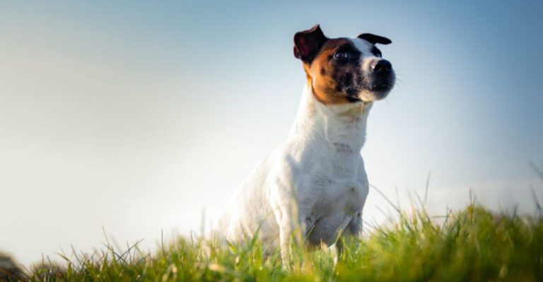 featured image 6db897f35a5f 90a21e7f4e9f dog news