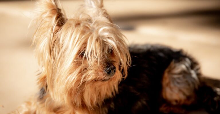 featured image 6e8da205ba4d 2eaa4c2c6fca dog news