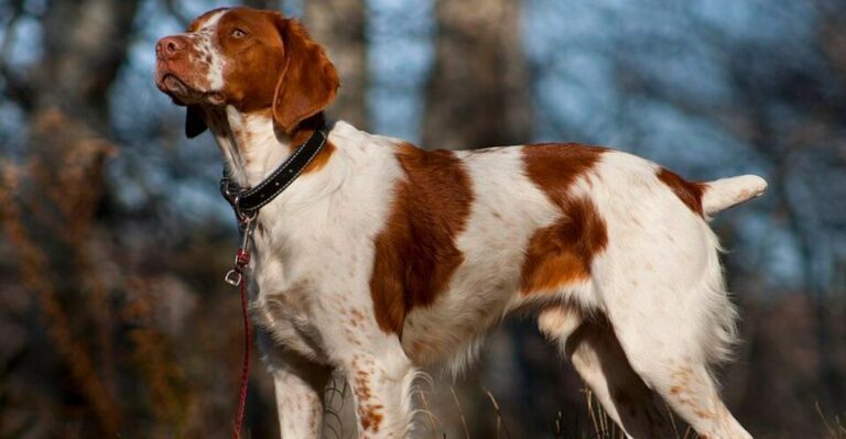 featured image 6f1c3031f726 fbe527946a3c dog news