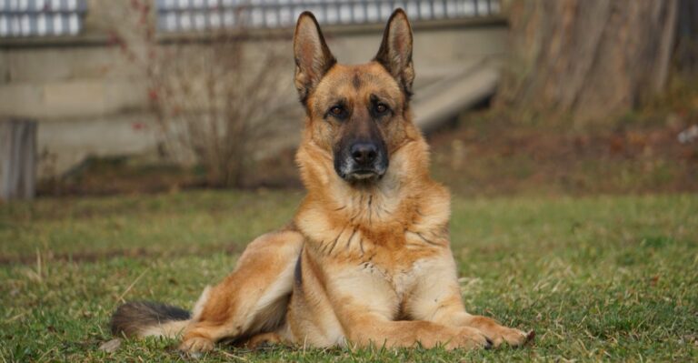 featured image 700514b389bf 39fb43c30fd7 dog news