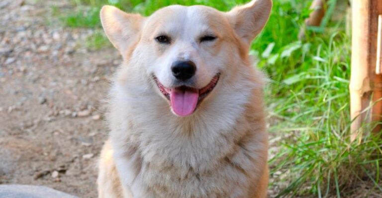 featured image 72e0e955ecb9 4375fb733383 dog news