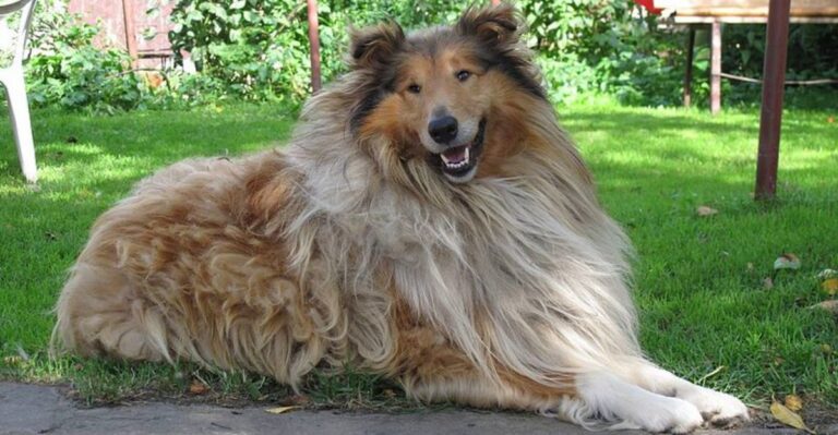 featured image 73a7319dfef5 4277b0fbcde3 dog news