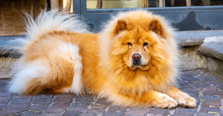 featured image 73d40fae9c7e cd0e5dd8e708 dog news