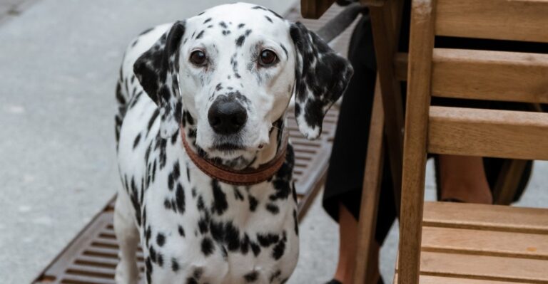 featured image 74c2dacb0a3d 0b8e437b32de dog news
