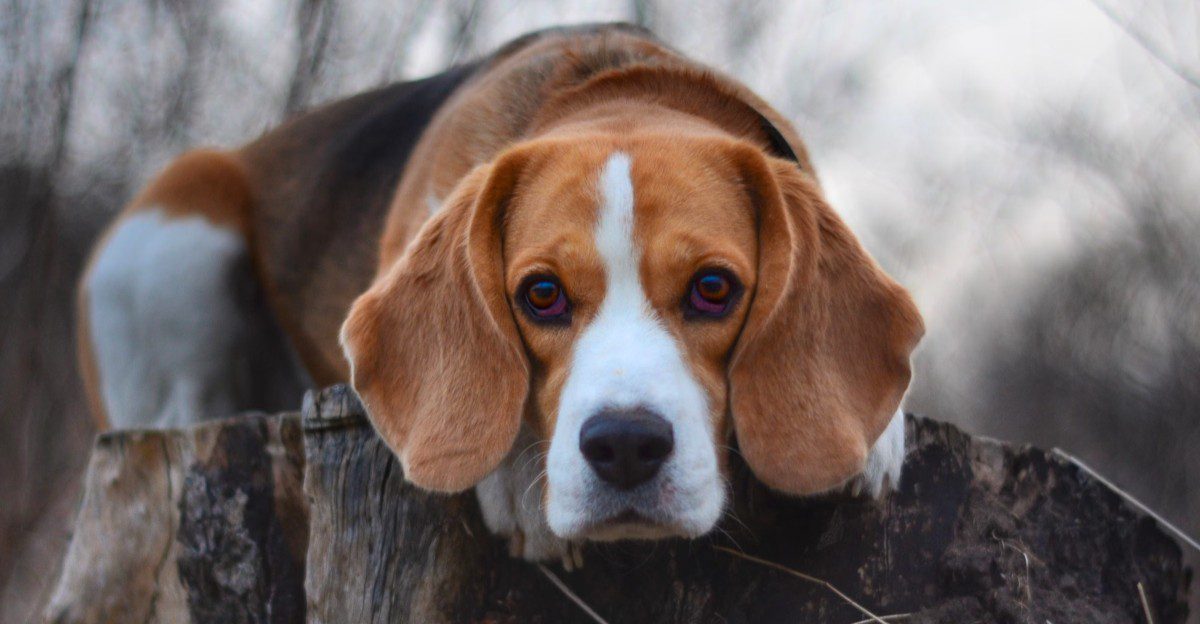 These charming floppy-eared breeds include familiar favorites and overlooked dogs worth discovering