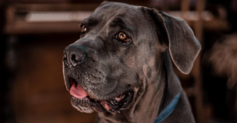 featured image 7dd99c85c9dd fc25b8813293 dog news