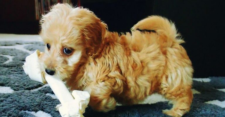 featured image 7e2edc253323 004af0251fcd dog news