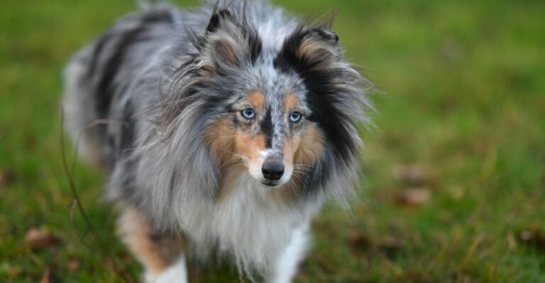 featured image 812e1c7a1bad 947b101fbe72 dog news