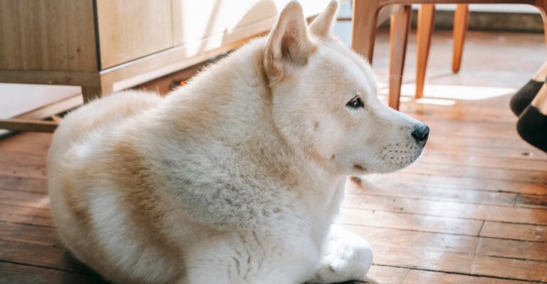 featured image 844d9d361a04 e4de7c090e28 dog news