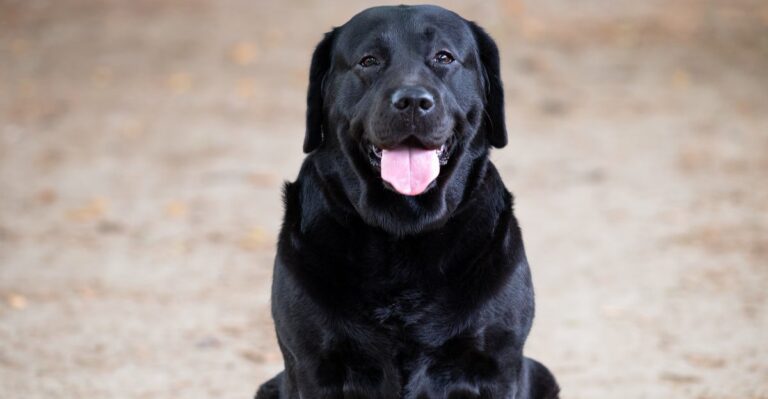 featured image 85bd88489b96 aeaa2e9ee369 dog news
