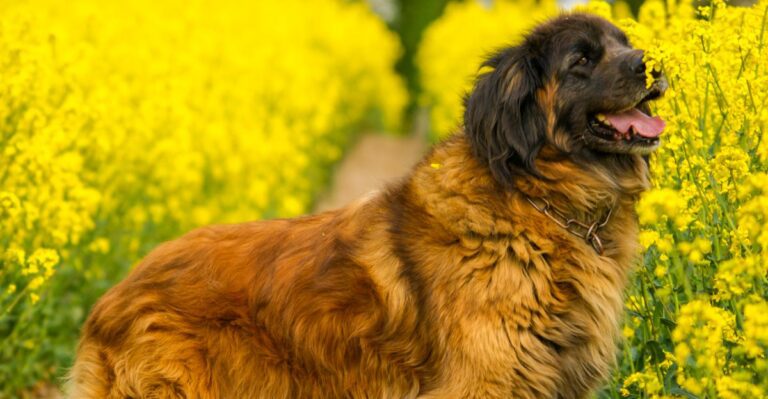 featured image 865ac46723c6 2e6fc2293a91 dog news