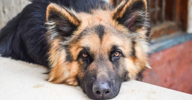 featured image 89068bb3387b e20db6a4a758 dog news
