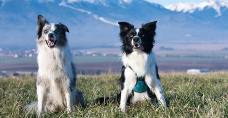 featured image 8a0c340d8e95 6c7b36bf8689 dog news