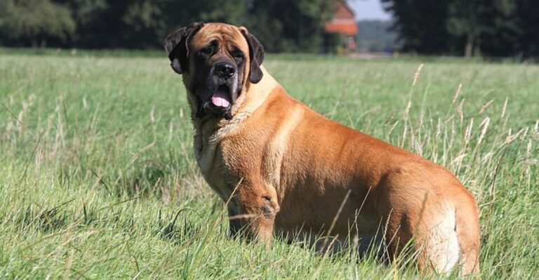 featured image 8baceb4a117b cdbb012af468 dog news