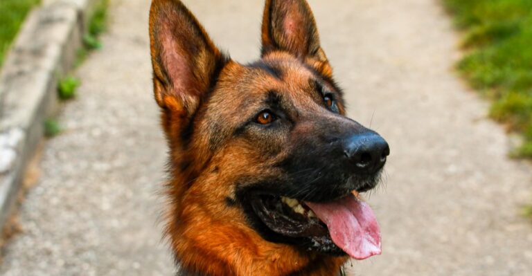 featured image 8e42832eb4e3 b180d246147b dog news
