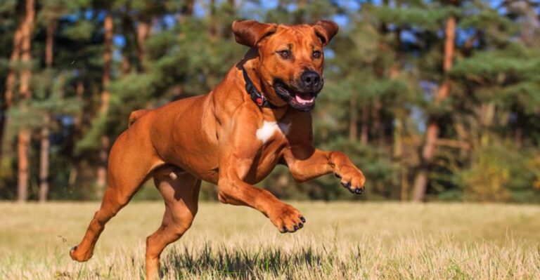 featured image 8e63afe0d7a6 e9e4464b5094 dog news