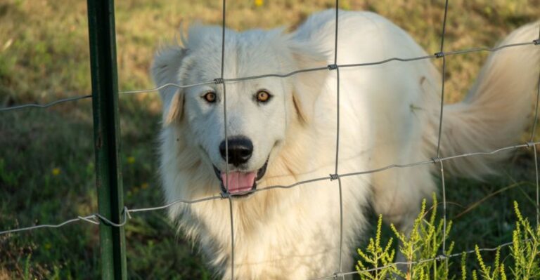 featured image 900f2b0c389e 2eca38f1b637 dog news