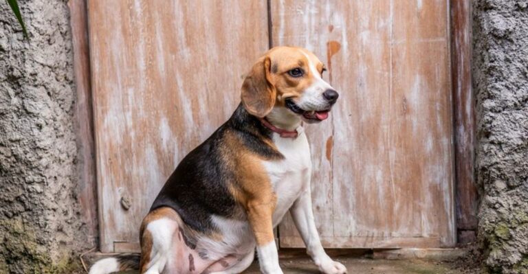 featured image 92853e7f2d02 7204fb825d17 dog news