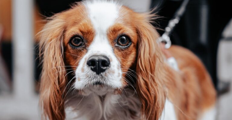 featured image 95c405098310 52e9ec0bbb46 dog news