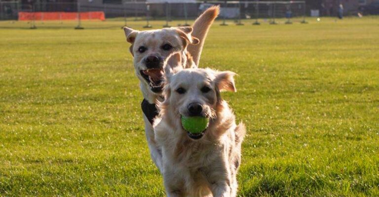 featured image 95d3b6534989 647c56c8ffe6 dog news