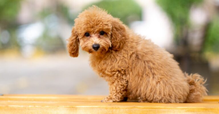 featured image 976a45f3583b f9003569546c dog news