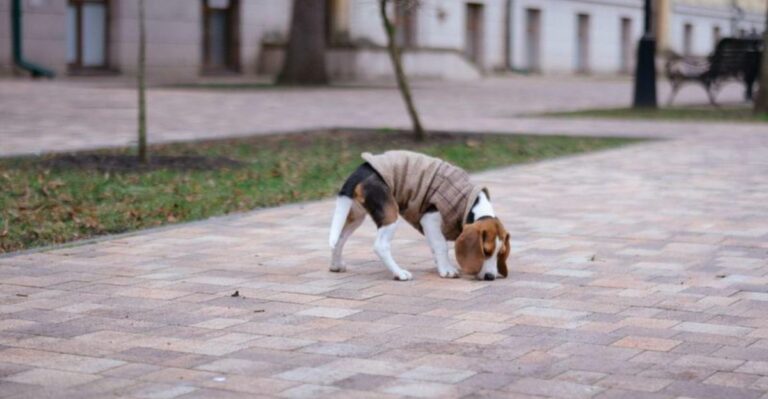 featured image 978ee5405cf1 f0a00b4315e8 dog news