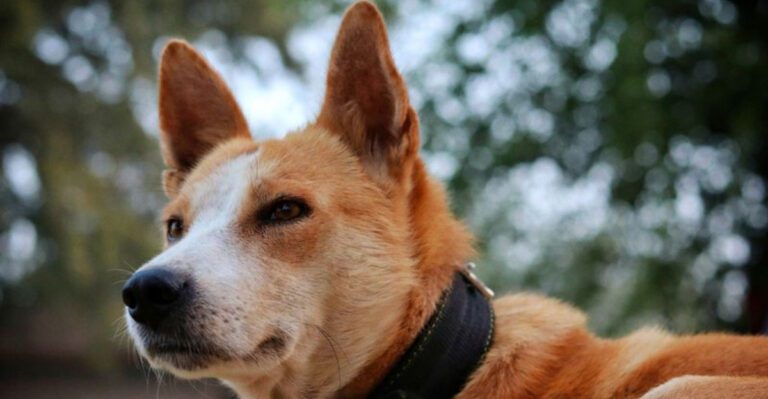 featured image 9a27740cc475 5f9c2a197a15 dog news