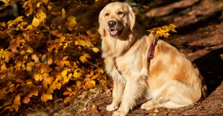 featured image 9ad5e4a6b2c8 64b27658f2e1 dog news
