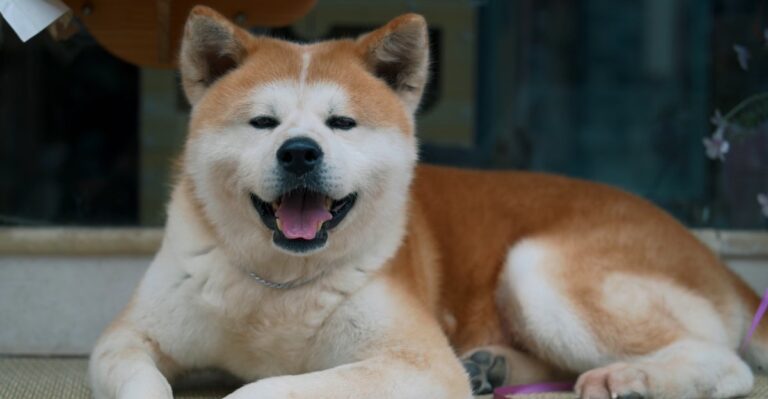 featured image 9bd42bbb8bff 8d4ab00ce140 dog news