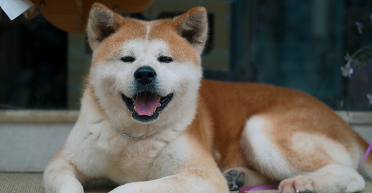 Protection and everyday stability don’t have to be opposites – These dogs can bring both into the same home