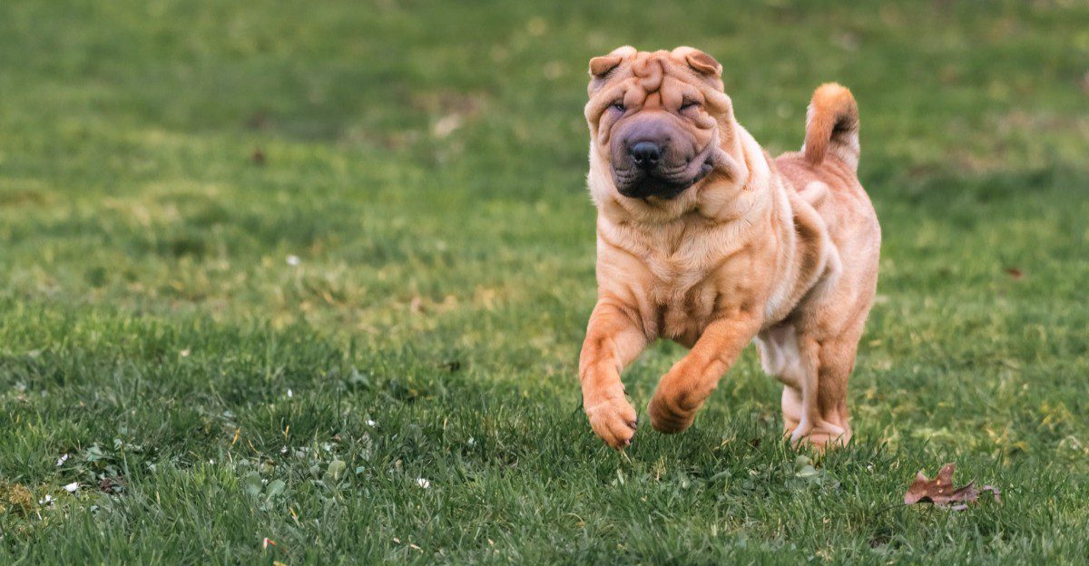 Stop measuring your dog’s love by cuddles – Some of the strongest signals look completely different
