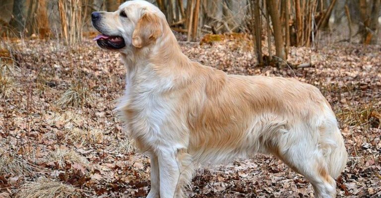 featured image 9e71eb09b884 011caf578d33 dog news