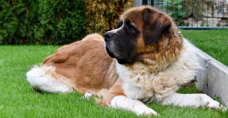 featured image a09084bfb9a5 1853110e3c33 dog news