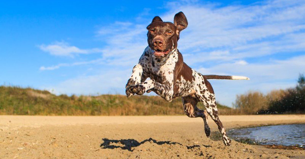 Some dogs avoid every puddle – These 11 breeds on the other end seem determined to find the deepest one