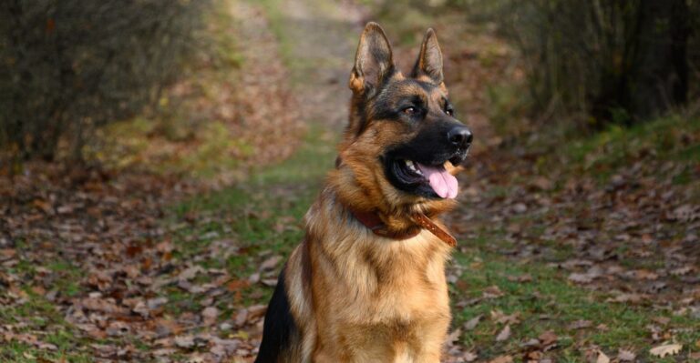 featured image a1473d4a0620 f1522dba5a6f dog news