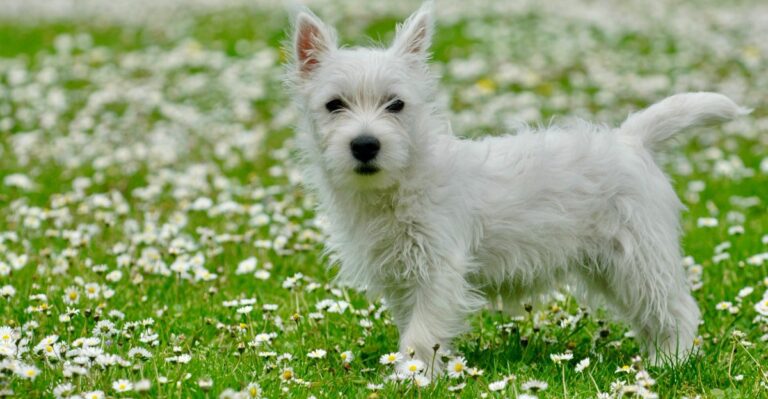 featured image a1948e646dbf dd4041ae510e dog news