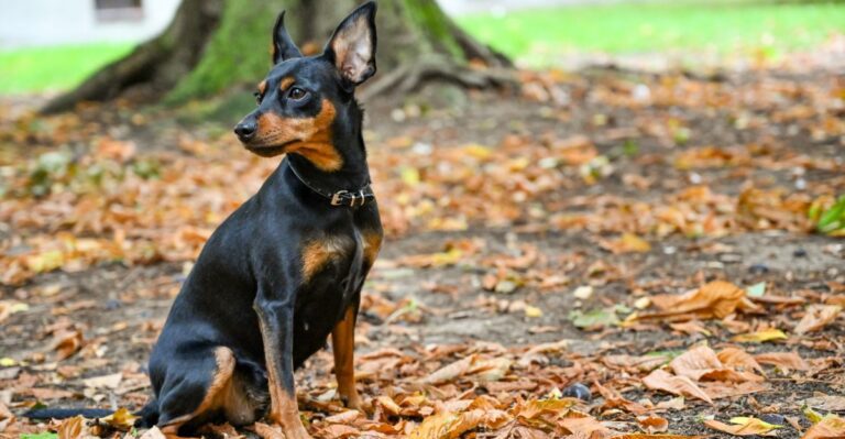 featured image a23c4c2b9ebd eb975e097130 dog news