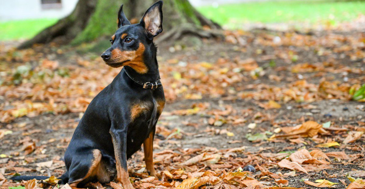 These dog breeds often prefer focused time with their person over chaotic group play