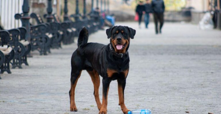 featured image a3b77992d669 24268427b1de dog news