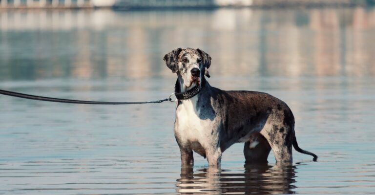 featured image a3ee0aac5d58 bf6d5d8d8353 dog news