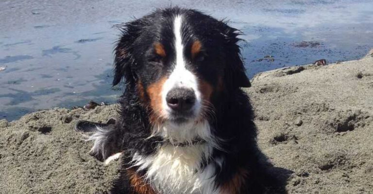 featured image a49e926090ed 8b292b1a0945 dog news