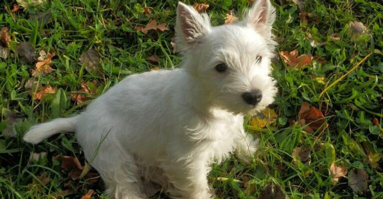 featured image a75bb10f3a0a a41d70f7261b dog news