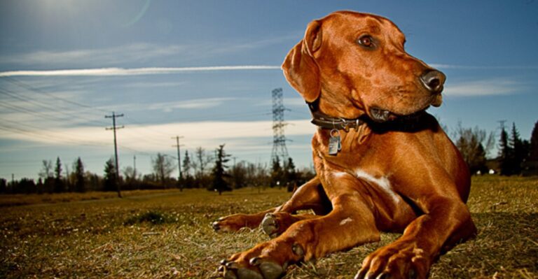featured image ab4ed8195539 f3c4ac2c3384 dog news