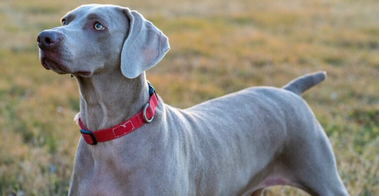 featured image aebf7d5a91e7 c7dcfb172e39 dog news