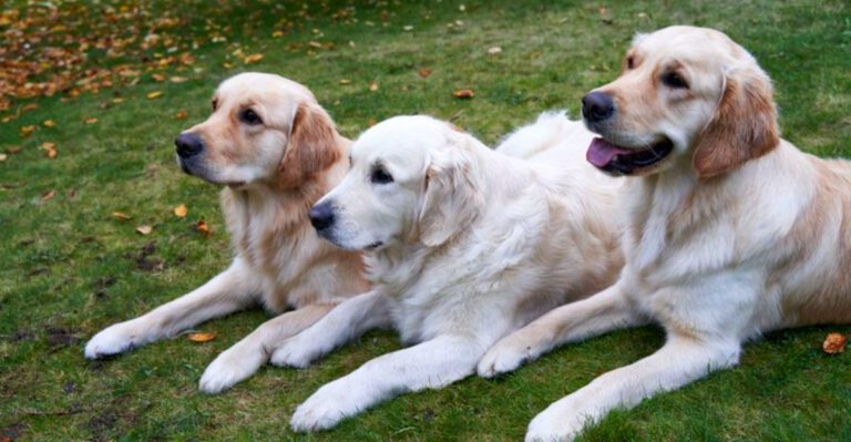 featured image b0e5f74dc7c6 62cd87027c39 dog news