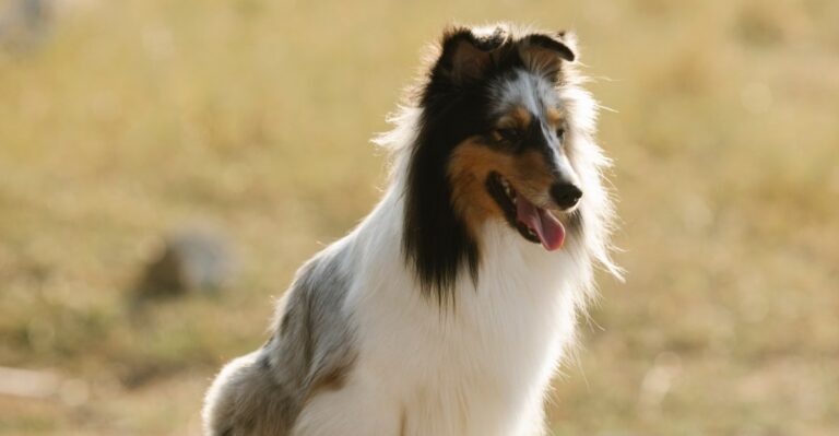 featured image b2c2c858c07f 33ac6bc45254 dog news