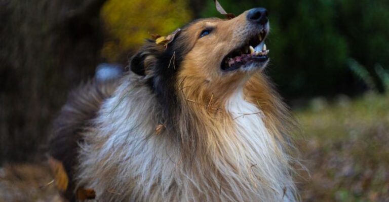 featured image b3109d0bd601 ada70959ed71 dog news