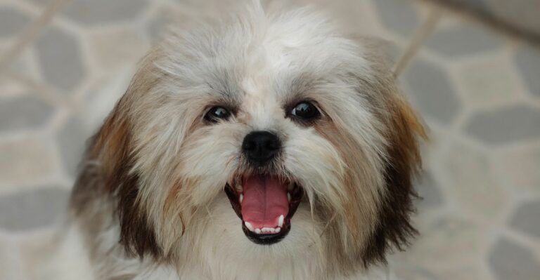 featured image b750d063e208 0c4472e47bf1 dog news